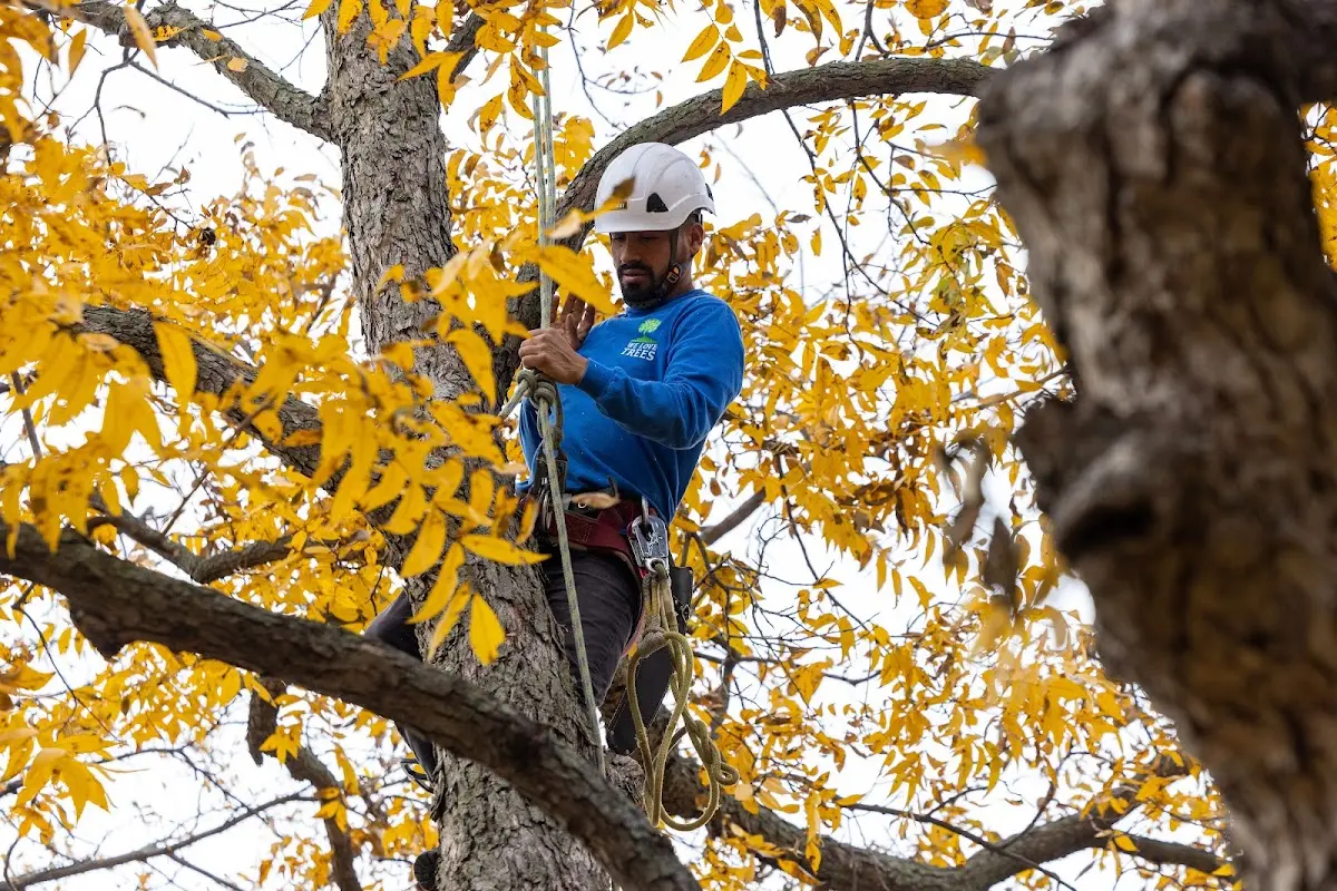 Skilled Tree Transplanting crew working in Columbus